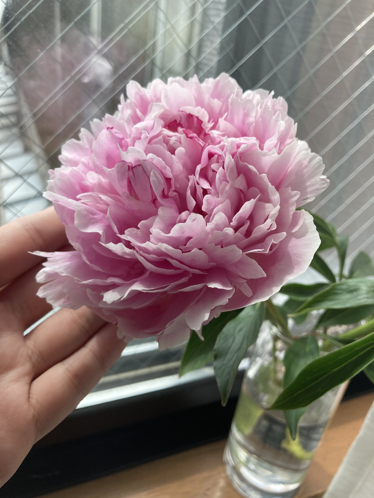あわち 寝て起きたらはちゃめちゃ花ひらいててびっくりしたね T Co Ynpialz5y2 Twitter