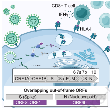 mmw_lmw's tweet photo. Profiling #SARSCoV2 HLA-I peptidome reveals #T_cell_epitopes from out-of-frame ORFs | Pardis Sabeti @broadinstitute @CellCellPress https://t.co/KvORwlx5K7 https://t.co/8PQsdPgEvH