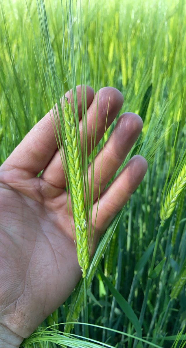 Big head or little hands?? 🤩😎 barley liking the business! ⁦<a href="/KWSUKLtd/">KWS UK Ltd</a>⁩ ⁦@MzuriDrills⁩ #nowwwherefarming