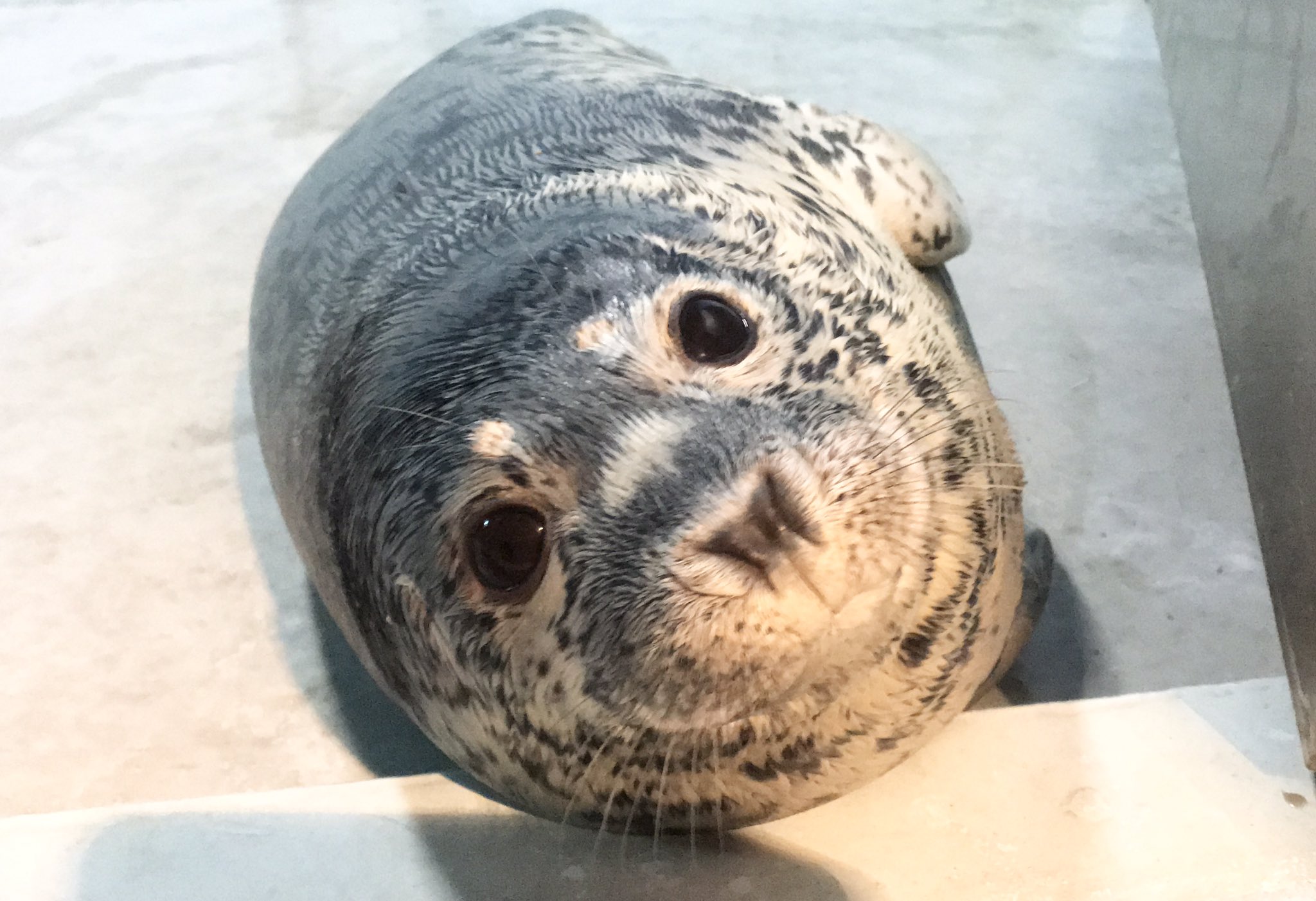 豊橋総合動植物公園 豊橋のんほいパーク 白い毛が抜けるのとともに 無事に離乳をむかえました 野生ではもうひとり立ちをして 自分の力で生きていかなければいけません これからはお魚を食べる練習をしていきます のんほいパーク 豊橋 動物園
