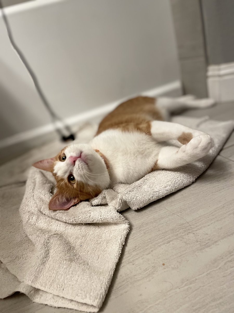 i had a photo shoot with my cat today and i swear he could be a cat model <a href="/Friskies/">Friskies</a> dm me if you want to hire him lol