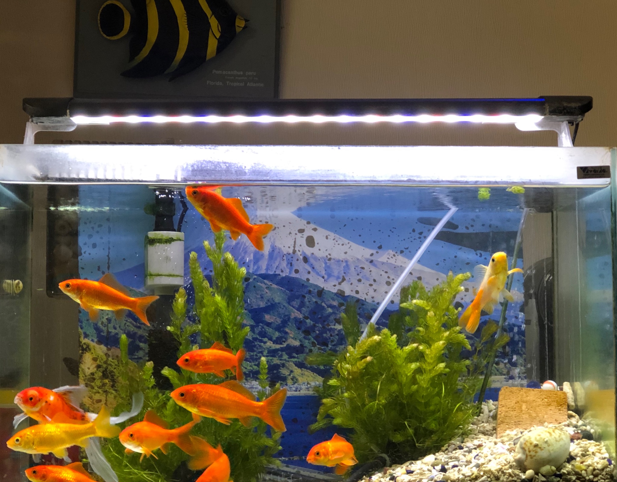 アクリル大型水槽 アロワナ 熱帯魚