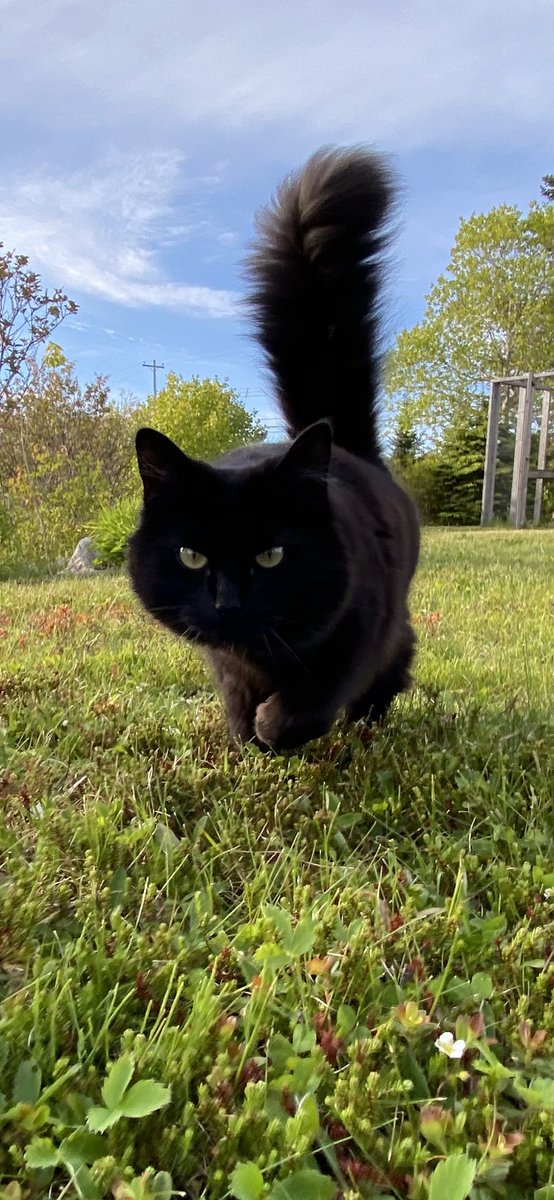 Jamorrison_'s tweet photo. Don’t tell anyone Macy broke the restriction laws a day early to roam outside of her #catio last night #Halifax https://t.co/EXMlsM81sf