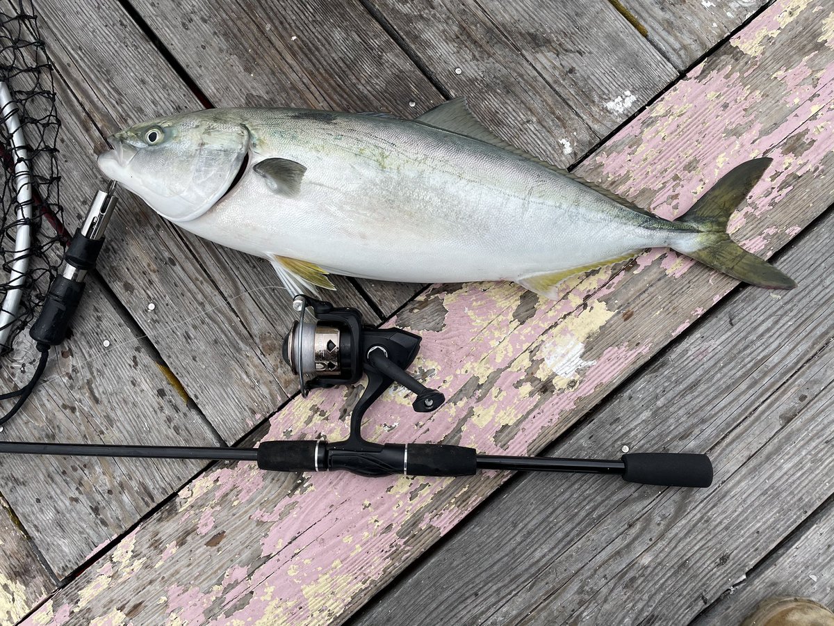 えーちゃん しゅんえりチャンネル 初ダイソーロッドで初青物 身体を使い 竿をしならせ必死に釣った1本でした 余韻に浸る