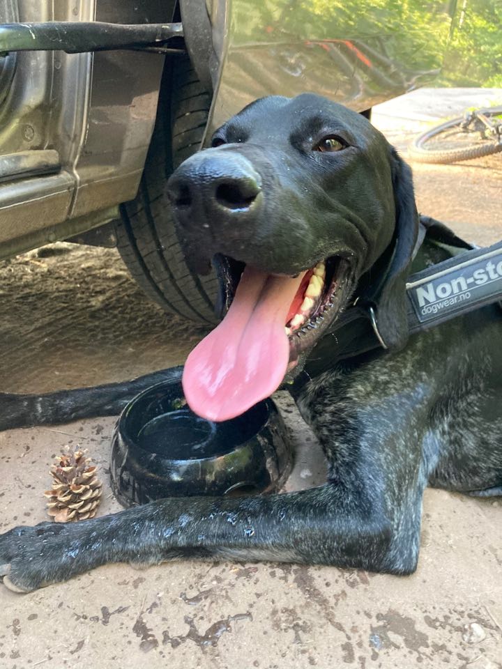 K9TrailTime's tweet photo. The weather has heated up this week so if you're taking your dogs out please be extremely careful🌞

We spoke to leading experts in heatstroke in dogs &amp; published a blog you can read in our bio

#k9trailtime #activedogsarehappydogs #happydogsarecooldogs #heatstrokeindogs https://t.co/loHD1cko8l