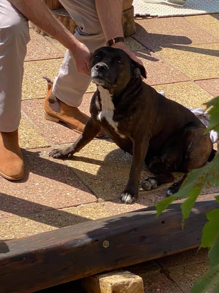 kathiebennett's tweet photo. FOUND ON THE A127 NEAR PALMS HOTEL Does anyone know who’s lost a brown staffie  ? Found on the A127 early this morning by palms hotel and  dog was in the middle of the road. Definitely not a stray dog  seems to have been well  looked after. Please share https://t.co/amHmDLqoje