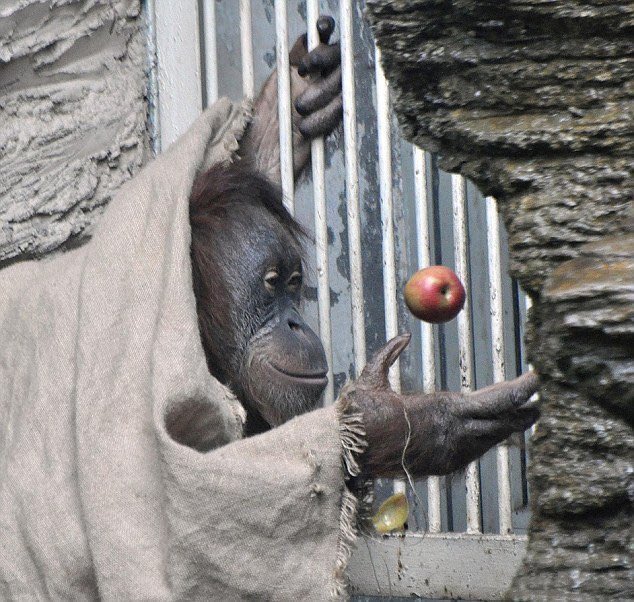 doc_davy's tweet photo. Monkey Yoda https://t.co/UXHaNKinpl