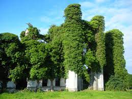 WestmeathDoC's tweet photo. Ahead of next month's centenary of the burning of Moydrum Castle by the IRA, @WestmeathDoC Historian in Residence @paolohughes was delighted to talk to 5th and 6th class pupils of St Ciaran's NS, Baylin online this morning about the history of the castle and the Handcock family. https://t.co/ukPAYmun1O