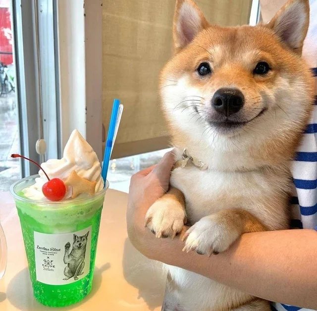 Dogecoin India Dogecoinindia2 Twitter Dogecoin India Dogecoinindia2 Twitter