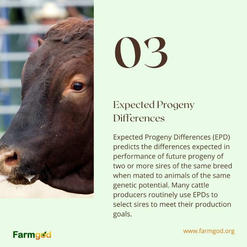 OfficialFarmgod's tweet photo. Choosing the right bull to service your #cows will greatly affect the quality of your stock. Here are some great factors to consider when making your decision.