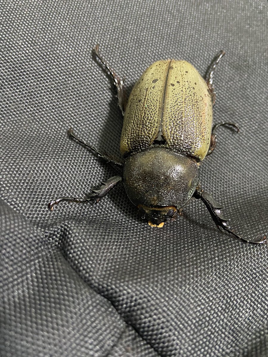 グラントシロカブト×ヘラクレスのハイブリッド 2匹目のメスです。 羽の