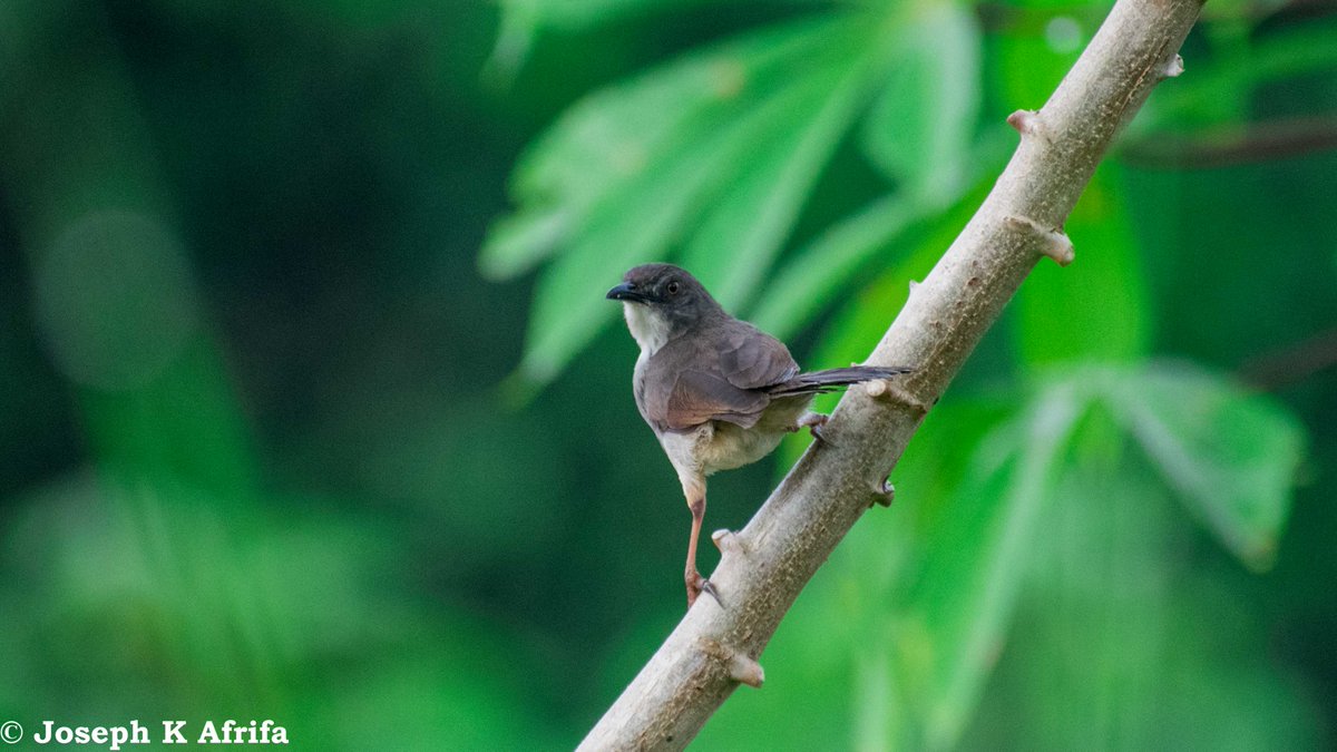 SIR_JOE11's tweet photo. Whistling Cisticola Cisticola lateralis
A very vocal species, listen to it song here:
https://t.co/Q0V0GFhqKL
#BirdsSeenIn2021
#birdsofghana https://t.co/iyIVlwTSvq