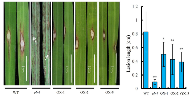 [#Publication] Collaboration #LIPME and SouthWestUniversity: The CC-NB-LRR OsRLR1 mediates rice disease resistance through interaction with OsWRKY19

@LIPME_EFIS #Du_Dan #He_Guanghua
▶️ doi.org/10.1111/pbi.13

Overexpression or mutation of OsRLR1 increase resistance to pathogens