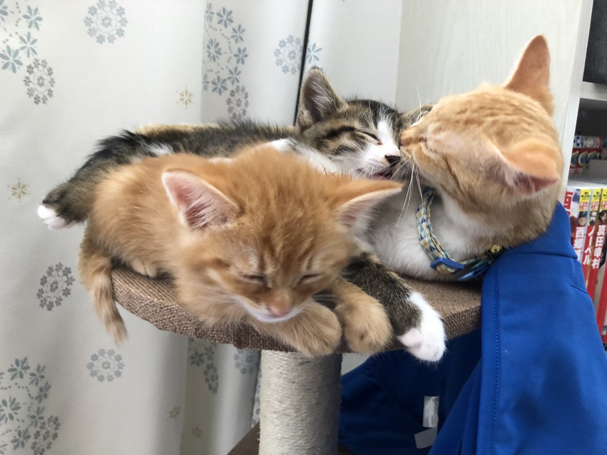 Askashinki's tweet photo. 仲良し3兄妹
みんな違う場所から保護されたのに、今じゃ仲良し(*´艸｀*)
幸せニャン
 #保護猫と暮らす 
 #保健所収容 https://t.co/bkhDScS8y8