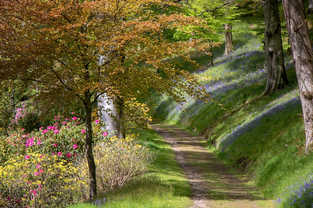 Castlehilldevon's tweet image. Wander through shaded pathways in the woodland with the most beautiful scent. Bluebells and Azalea Luteum border the path giving off a lovely perfume as you pass by.

#woodlandwalks #devonwalks #northdevon #historicgardens #azalea #bluebells #springflowers #flowerscents