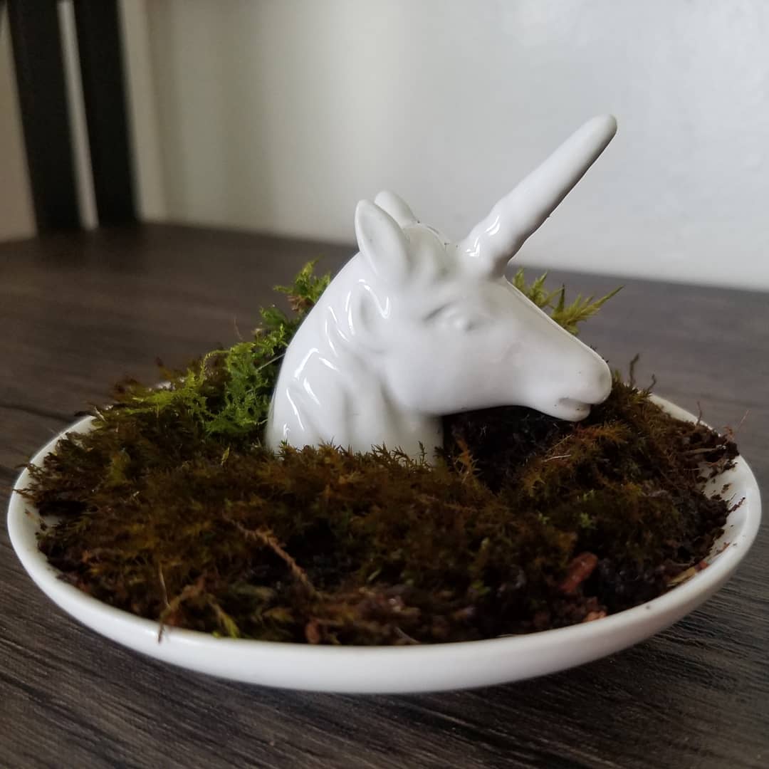 flame_point's tweet photo. Happy #Junicorn! I've recently become obsessed with mossariums and decided to turn this cute little unicorn ring holder into a tiny mossarium :) https://t.co/CE2mlZIzd5