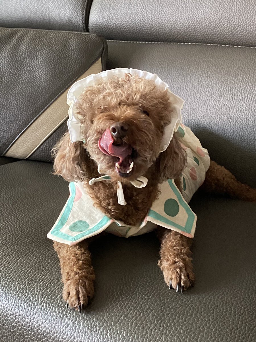 bluffybu's tweet photo. 떼떼옷 입고... 촬영타임갖기 https://t.co/DiaIFWsvAn