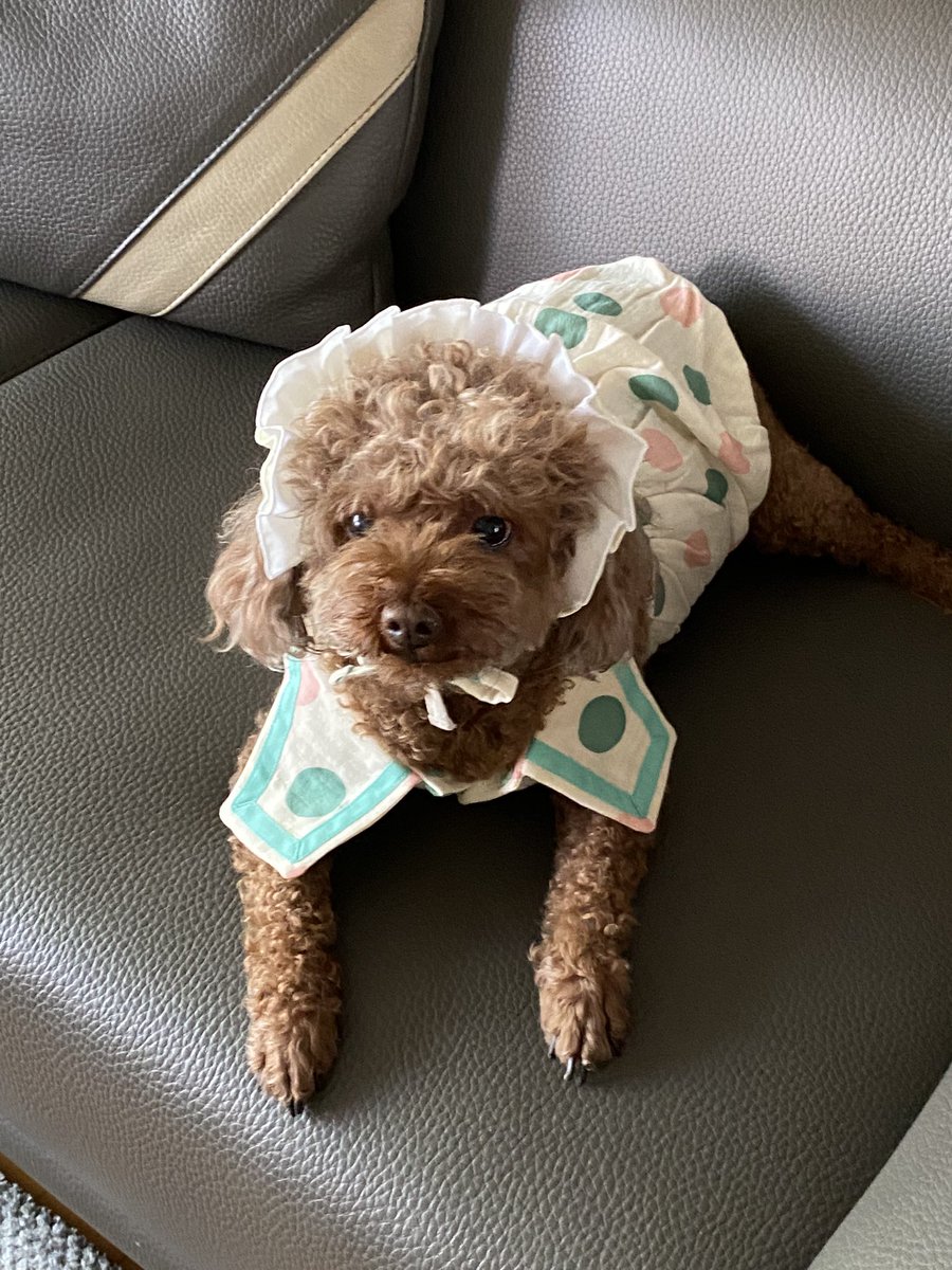 bluffybu's tweet photo. 떼떼옷 입고... 촬영타임갖기 https://t.co/DiaIFWsvAn