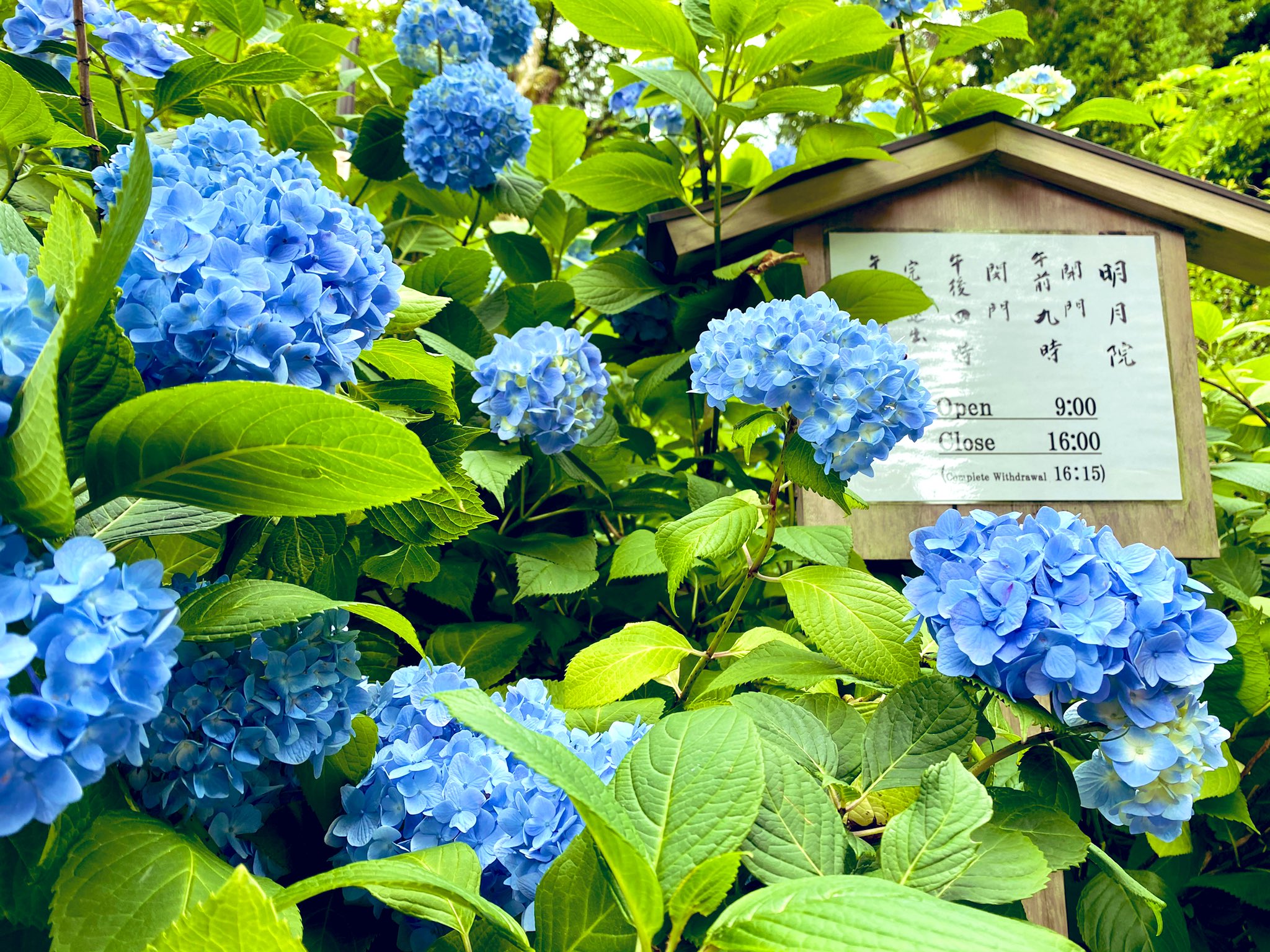 エミリー 実家に梅の実を届けたついでに 隣駅の北鎌倉へ あじさい寺の明月院を散策 明月院ブルー一色で綺麗に咲いていました これから見頃です 紫陽花 明月院 明月院ブルー 円覚寺 T Co M6fqufybos Twitter
