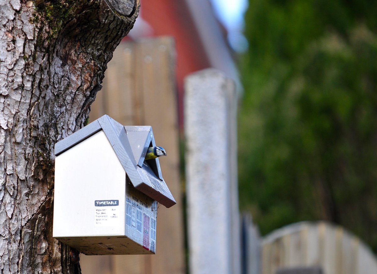 popintheloft's tweet photo. @BBCSpringwatch  One of our Blue Tits exiting the bird box, busy feeding her very demanding and noisy brood. https://t.co/rr8MSwe9f9
