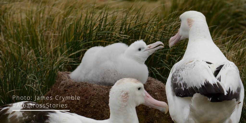 AlbyTaskForce's tweet photo. #WandererWednesday with a #BirdIsland update. @BAS_News #HumanStar, James, recently sent some photos of some very “fat and healthy chicks”! This is great news as we head into the austral winter ❄️ Here's a rare family portrait as both parents bump into each other at the nest https://t.co/jnInXq2Buu