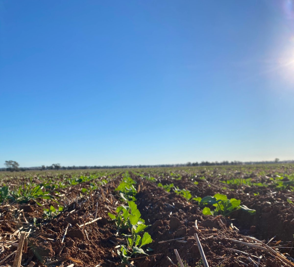 Getting in before the forecast welcome rain for a high oleic canola crop inspection with Alan Magill in Parkes. Alan is one of many local farmers we contract to grow the specialty canola known as Monola, for us to crush for end users including <a href="/KFCAustralia/">KFC Australia</a> 
@NuseedAustralia