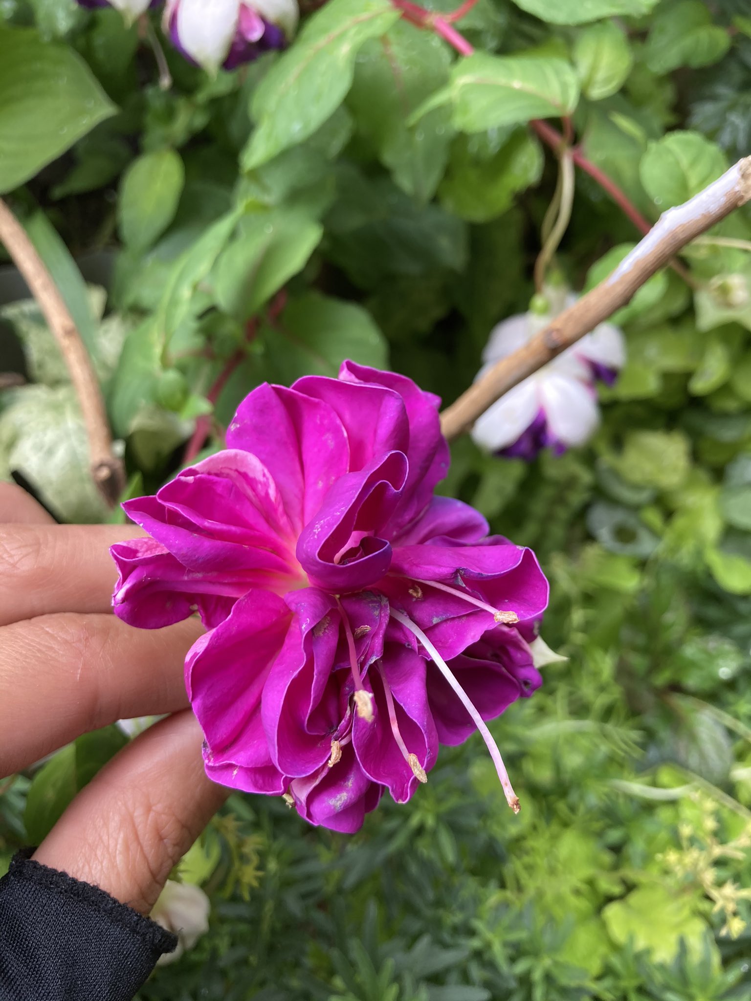 モール 価格 - 【3/13更新】390⭐️美人さん⭐️芳香⭐️【 グリーン