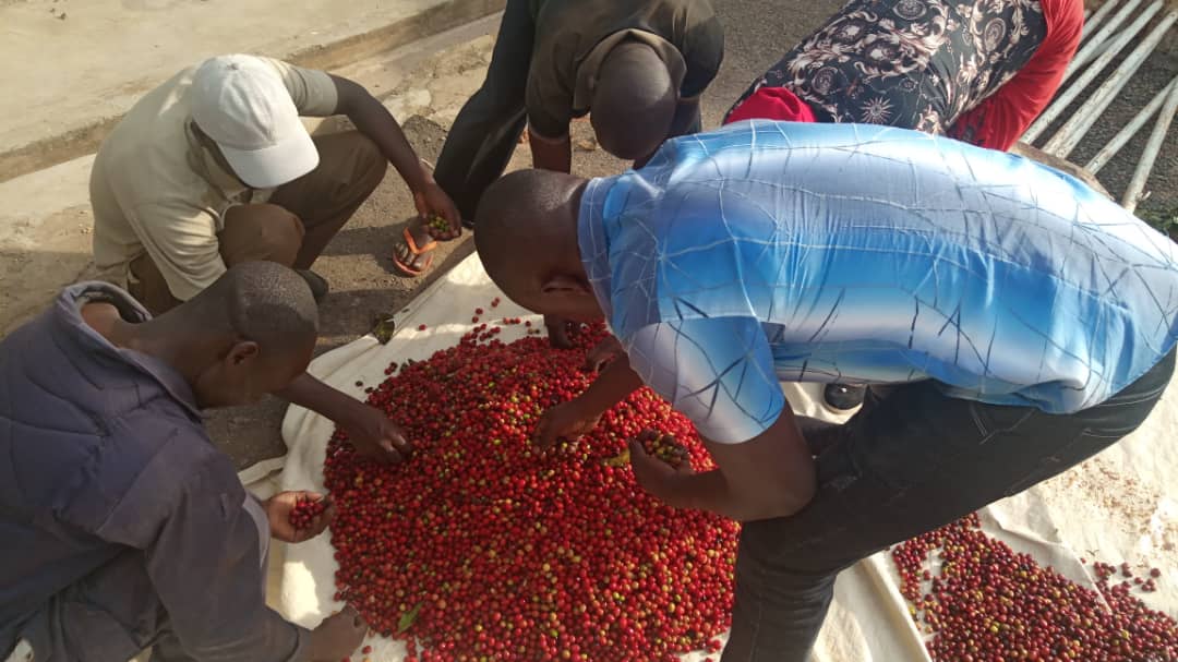 Mt Elgon Agroforestry Communities Coop Ltd tweet media