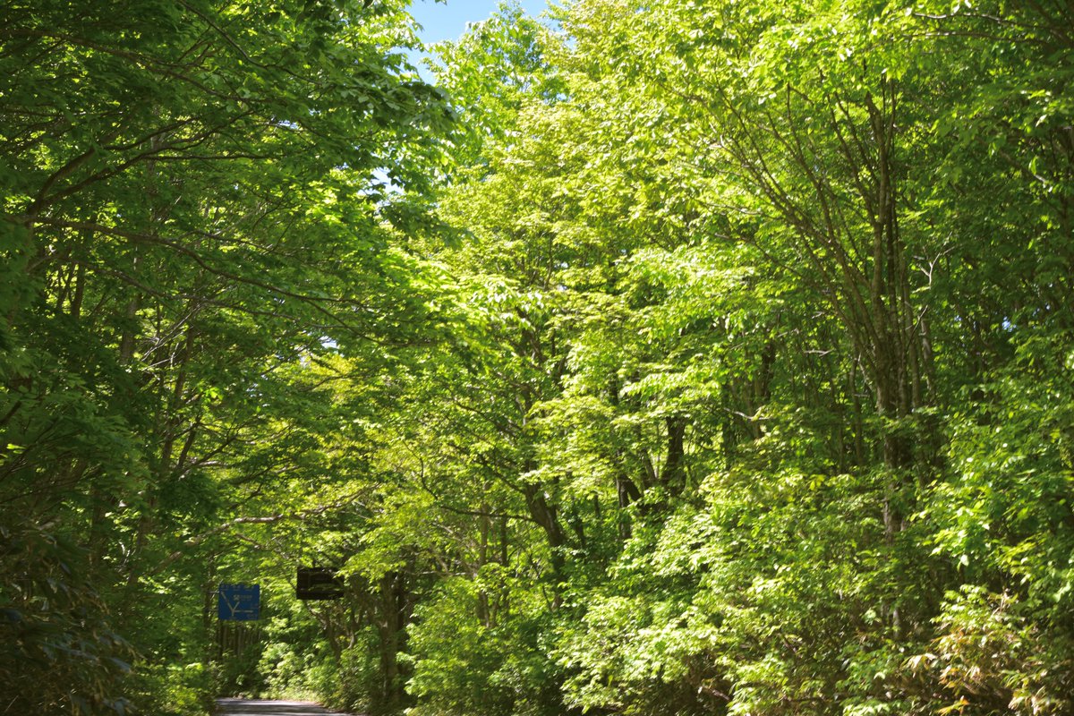 #八甲田の夏 

蔦温泉越えて、間もなく…

道路は「ぶな二次林」の
間を縫って
緑が爽やか

その先
国道 103号と国道 349号の分岐点
⇐ 酸ヶ湯、青森
⇒ 田代平、七戸( R349 )