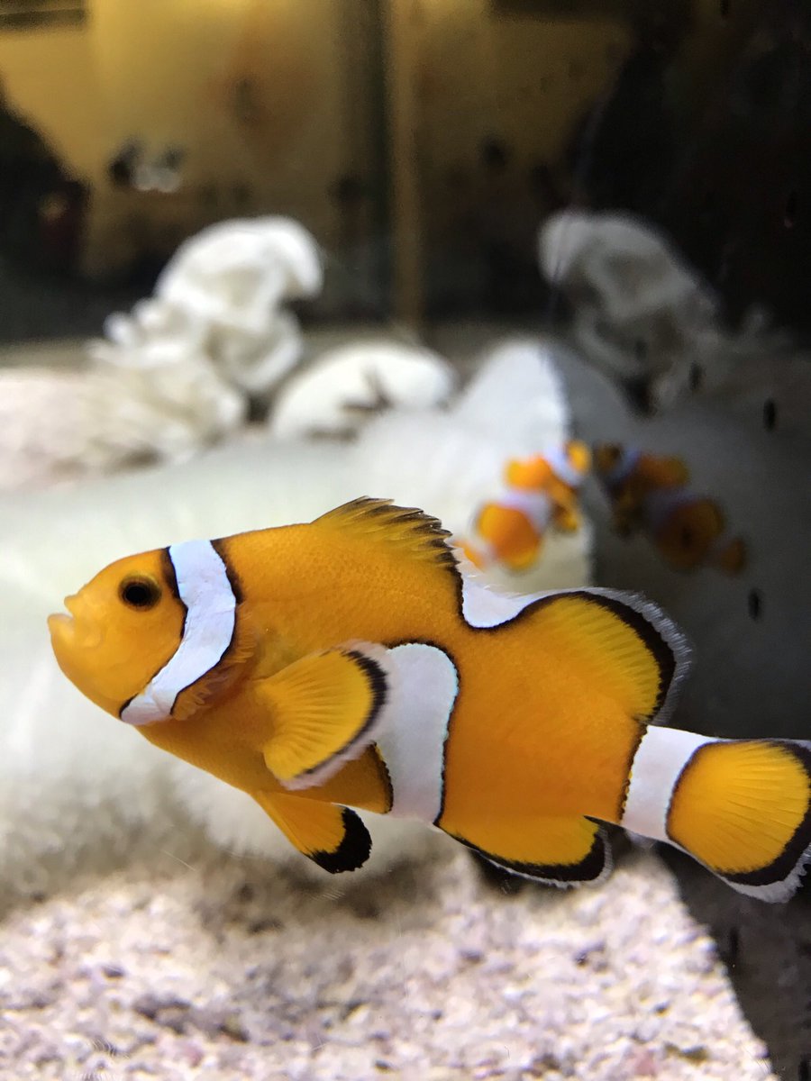 NisioTowa's tweet photo. #カクレクマノミ
#ニモ https://t.co/c2LzOWo9HC