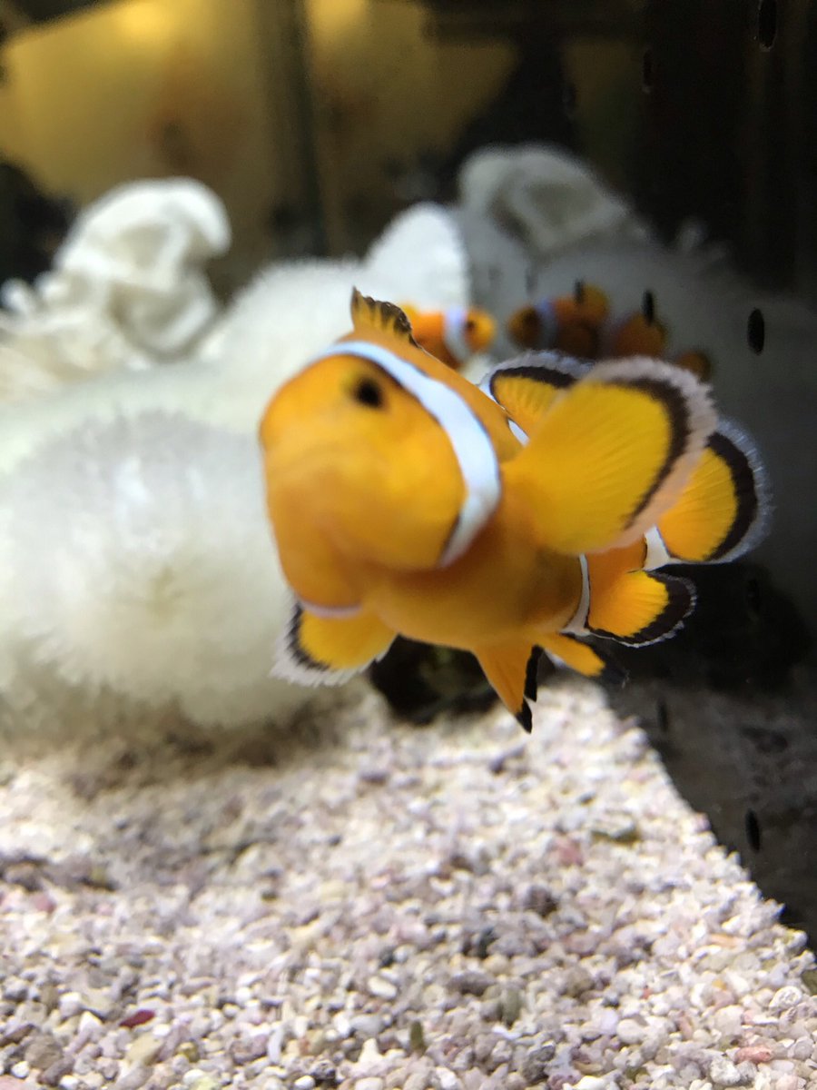 NisioTowa's tweet photo. #カクレクマノミ
#ニモ https://t.co/c2LzOWo9HC