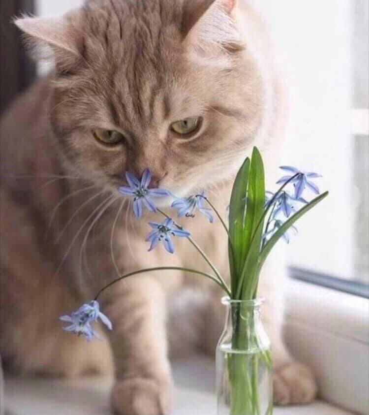 Доброе утро апреля с котиками. Настроение весны. Позитивные котики. Красивые кошечки. Доброе утро апреля с котиками.