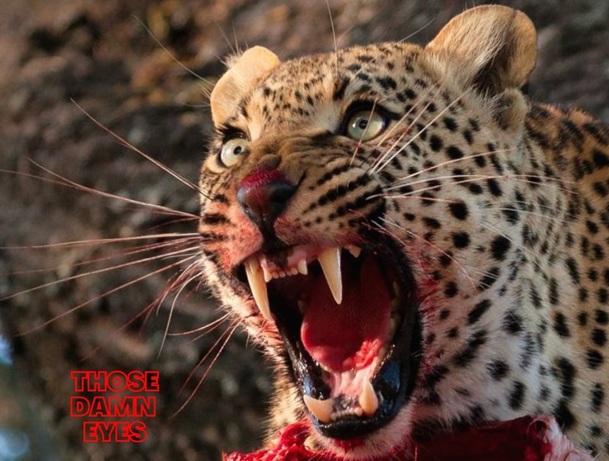 Give our NEW SINGLE "Hearts &amp; Sleeves" a listen on #Spotify
open.spotify.com/album/5Zlm6nyh…
#ThoseDamnEyes #NewMusicDaily #NewMusic2021