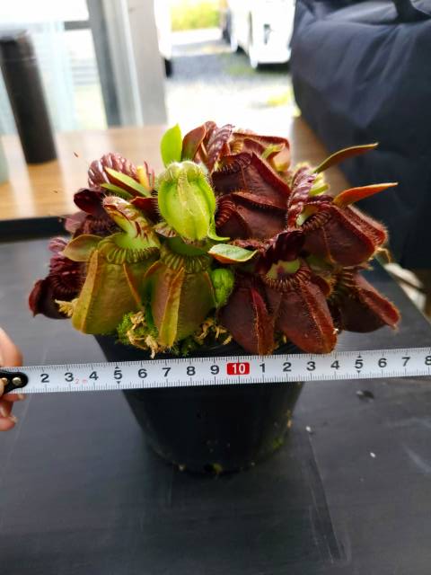 ワタル えにたんず よくハエトリソウは花 の茎を取ると捕虫葉が大きくなると聞きますがセファロタスはいかがでしょうか うちにあるセファロタスはただいま花の茎が生えてきました