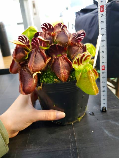 ワタル えにたんず よくハエトリソウは花 の茎を取ると捕虫葉が大きくなると聞きますがセファロタスはいかがでしょうか うちにあるセファロタスはただいま花の茎が生えてきました