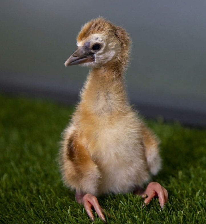 Fizeulx's tweet image. Give yourself time. #wednesdaythought