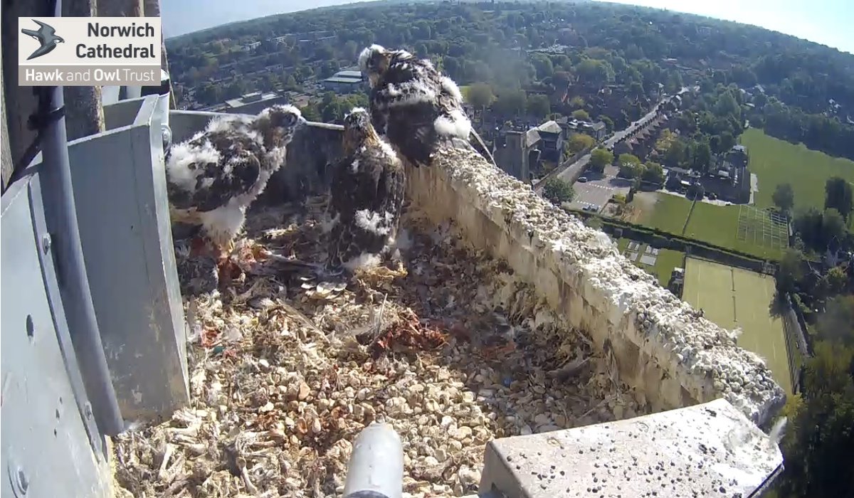 I know copyright means I shouldn't share but I *had* to, so # all and hope it's okay. This little guy just scared the pants off me for a second there when he hopped on the ledge! <a href="/PeregrineSkip/">Norwich Peregrines 📷</a> <a href="/Norwichperegrin/">Norwich Peregrine </a> <a href="/Hawkandowluk/">Hawk and Owl Trust</a> <a href="/eddrewitt/">Ed Drewitt</a> <a href="/BrandonKWMak/">Brandon Mak</a> <a href="/wendy_bartter/">wendy bartter</a> <a href="/Nrw_Cathedral/">Norwich Cathedral</a>