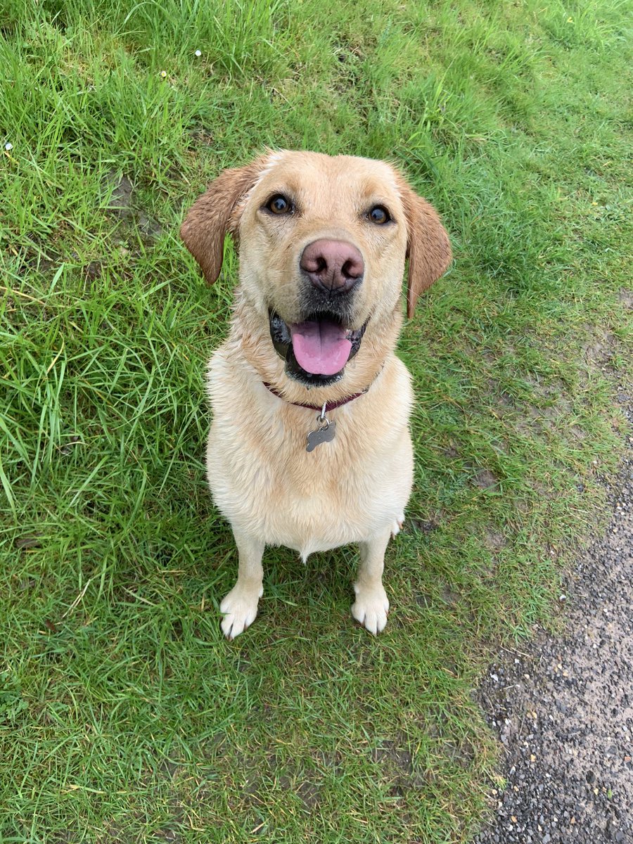 kerri2332's tweet photo. @viviennegreen @scott_mills @SteveMannDog Get on the Labrador UK Facebook page. Lots of helpful advice from fellow lab owners and a safe place to ask questions 🥰 https://t.co/DK37lPjWG9