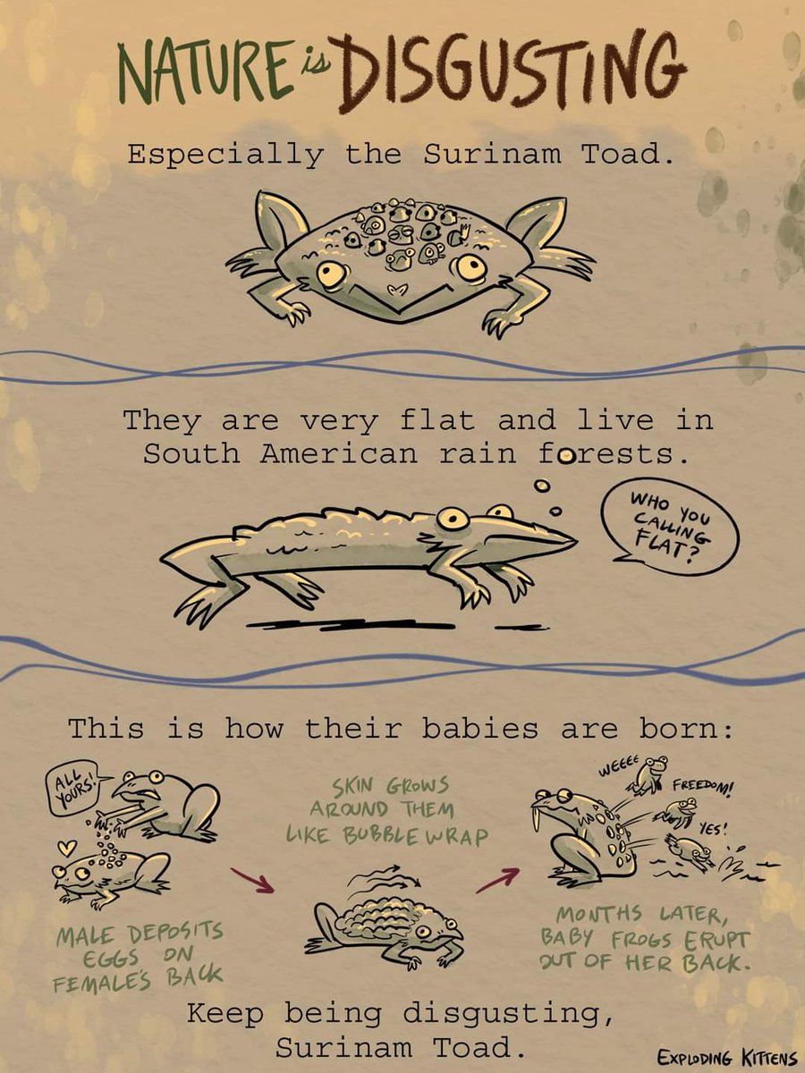 luvglubglub's tweet photo. #surinamtoad #toad https://t.co/szZOEOr9r2