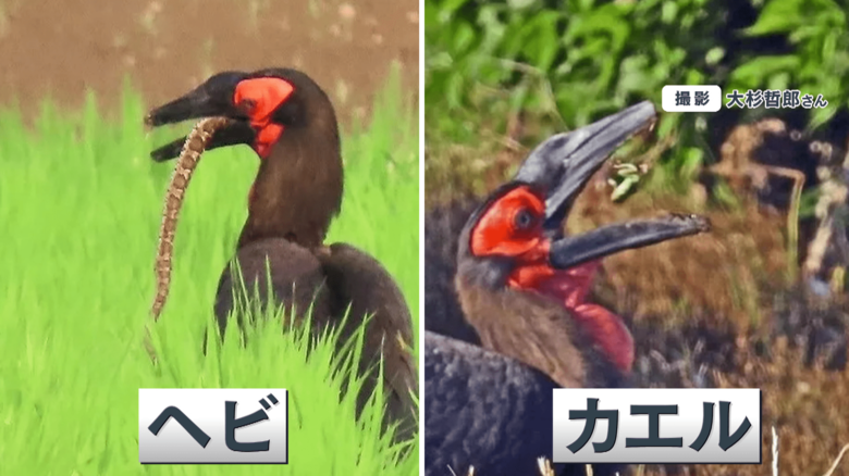 ヘビやカエルを丸のみ 千葉県で相次ぐ 謎の巨大鳥 の目撃情報 Twitter