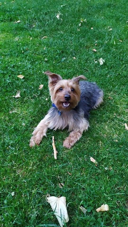 YolandaC4's tweet photo. #Yacky en #adopción responsable https://t.co/wJcnK7McHT