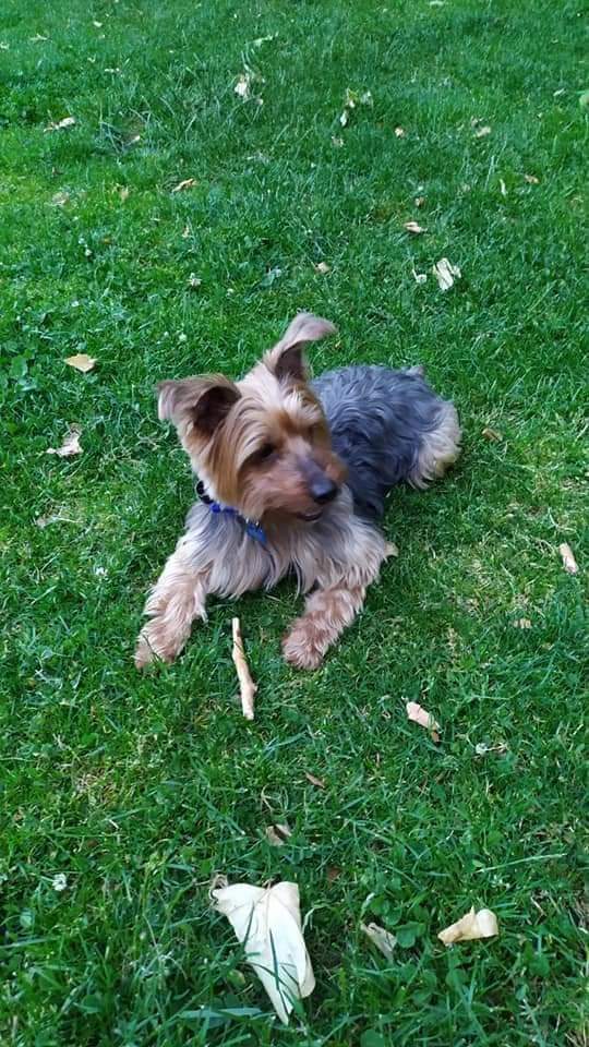 YolandaC4's tweet photo. #Yacky en #adopción responsable https://t.co/wJcnK7McHT