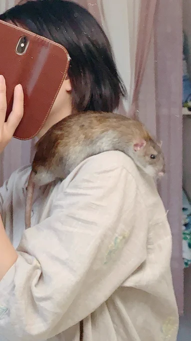 祖母に「これは元気なねずみ」と肩に乗ったこまちを見せたら『ねずみ飼うなんてたまげたなぁ、昔は家中イタズラされたもんだ』と言うので、「まさか、そのねずみの介護を経験するとはねぇ」と言ったら大笑いしてた 