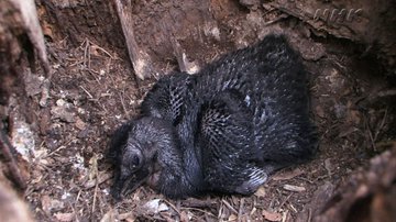 千葉県で脱走した ﾐﾅﾐｼﾞｻｲﾁｮｳ が無事に保護された 販売店はどこ 値段はいくら トレンド情報発信部