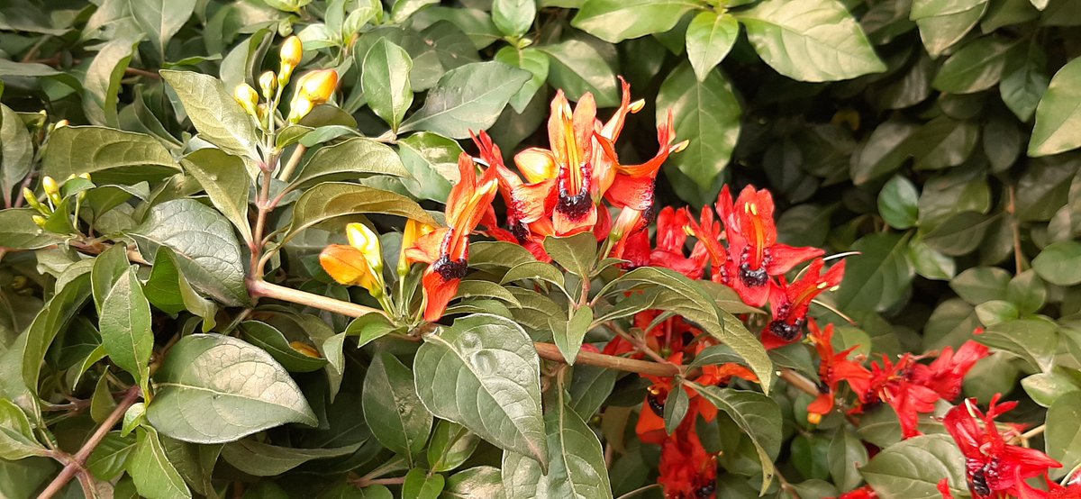 EAHerbarium_NMK's tweet photo. This shrub #Ruttya fruticosa (#Acanthaceae), is usually planted as an indigenous #ornamental. The red & black or yellow & black flowers are rich in nectar thus a top favourite for #insects and #sunbirds. #Kenya #Africa https://t.co/JCVfOhMV1M