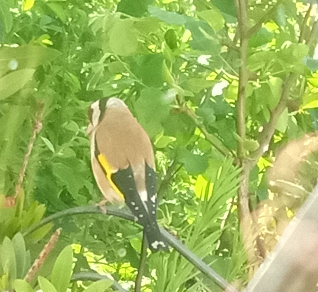 cannacarper's tweet photo. Managed to get a picture of this stunning goldfinch that's been visiting the garden everyday. Every time I get the camera up it's gone what an absolute stunning #bird #NaturePhotography https://t.co/taovGf0dHU