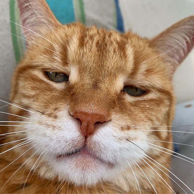 millicent_cat's tweet photo. @stormtroop7856 ปัดหางไปมาแต่ก็ยอมให้บีบแก้ม เพราะมนุษย์คนนี้เอาขนมให้มันบ่อย จะยอมก็แล้วกัน https://t.co/JdGY1X5oTK