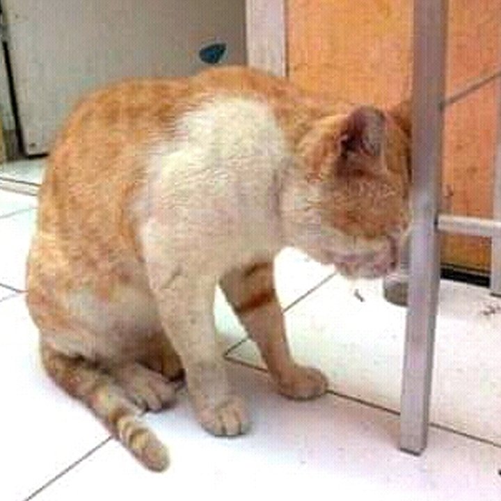 agen pempers tweet media