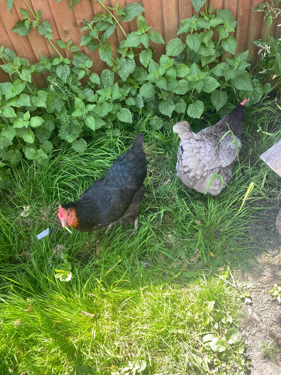 Thank you for sharing your half term Miss W and mini helper, the girls really appreciated some grazing time yesterday 🍽🌱