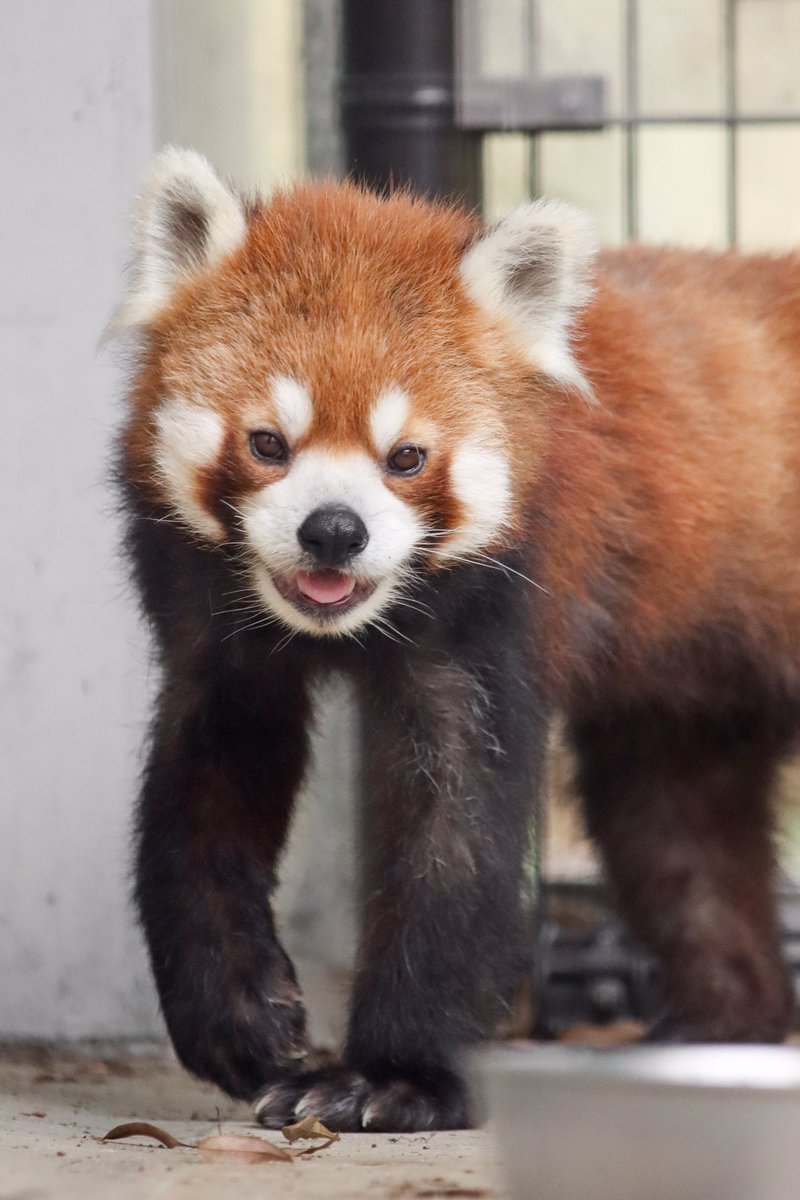 ちょっと若々しく撮れたと思う。やったね！

#日本平動物園 #レッサーパンダ
June 2021